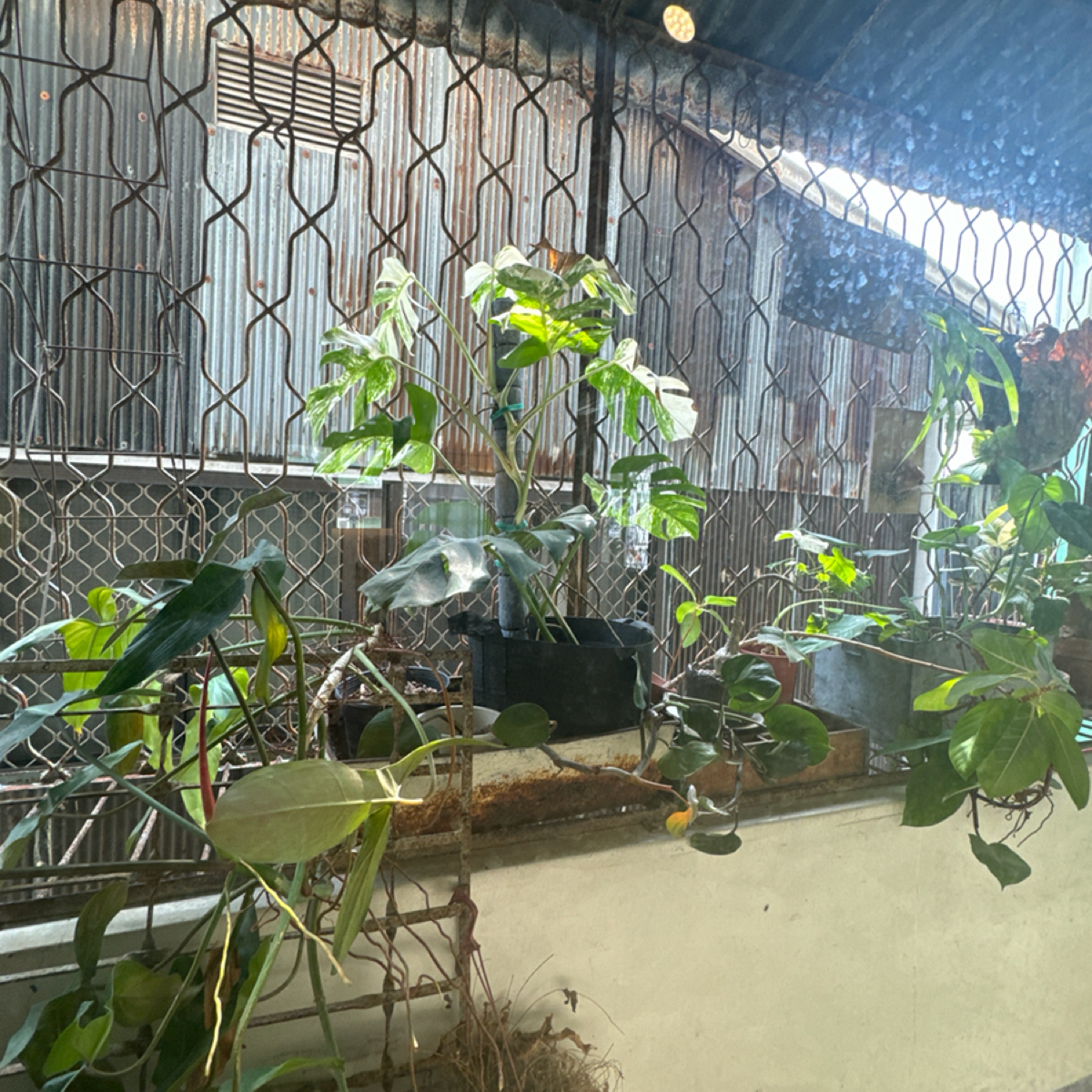 Vibe image of 小小兔子廚房: 窗外的植物區 shot by 食、動、健康