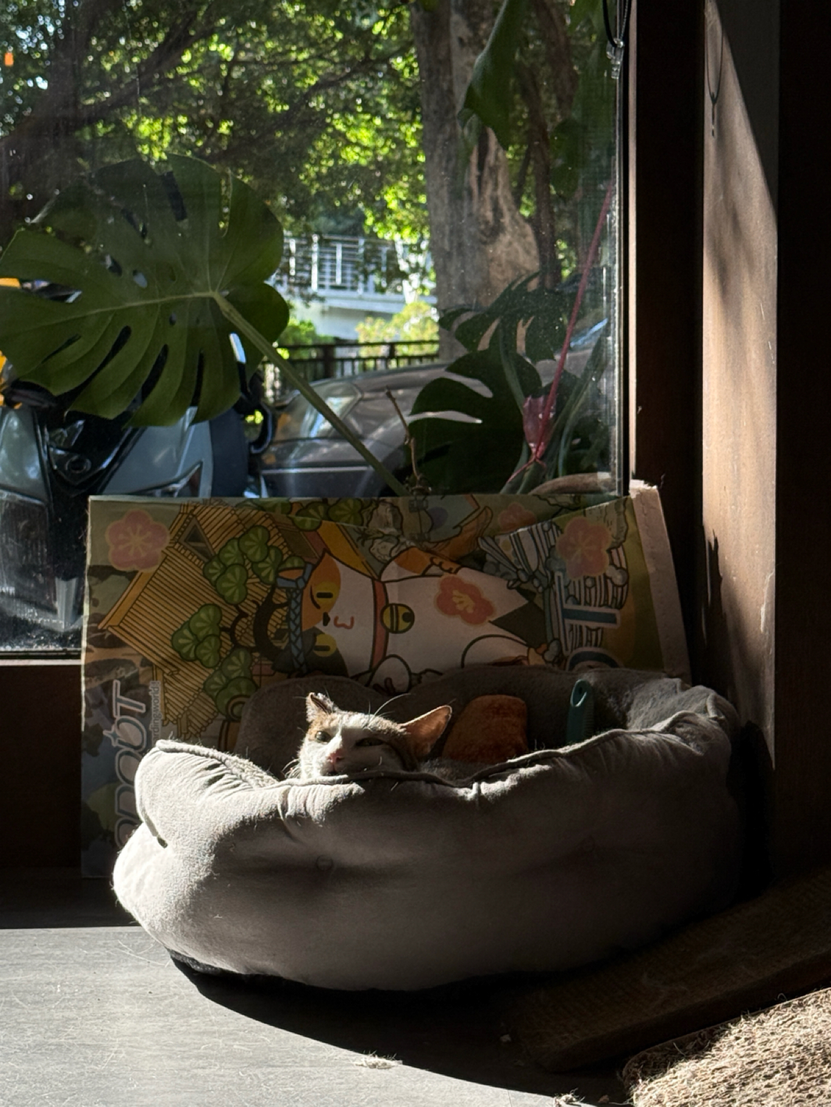 Vibe image of 迴咖啡 CoffeedBack: 店貓懶洋洋地躺在懶骨頭上曬著太陽
看著非常療癒身心 shot by 阿波卡
