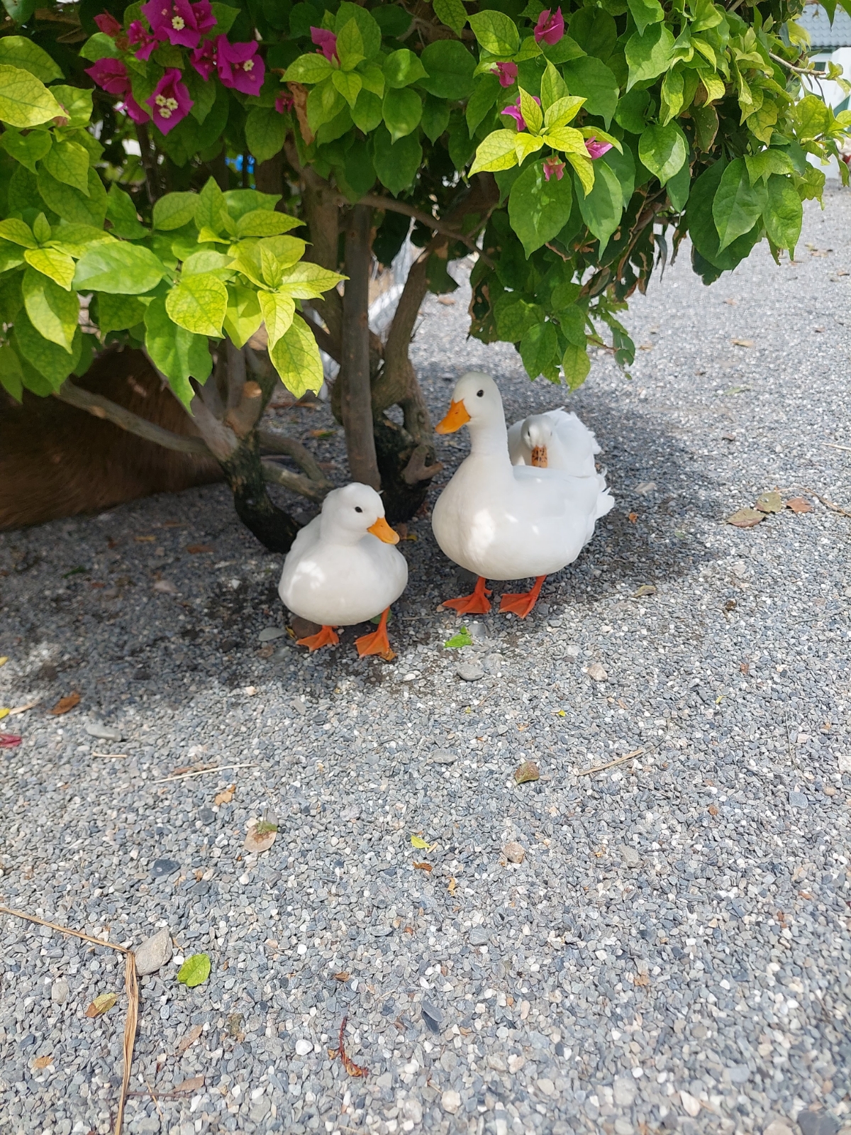 Vibe image of L行旅 秘密花園: 鴨 shot by 永遠的新手