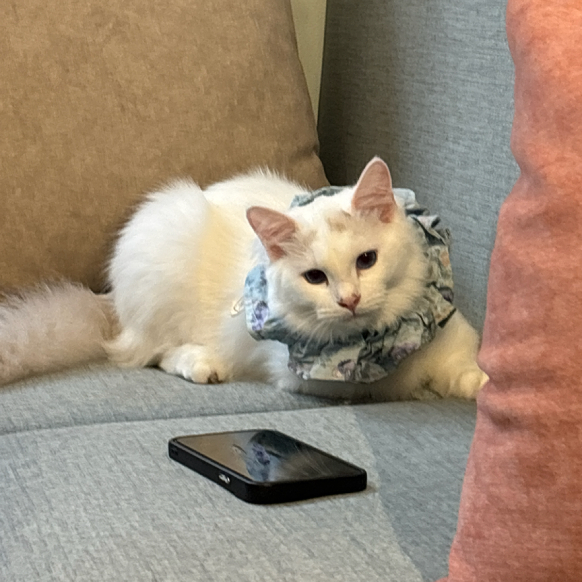 Paws Cafe 寵物友善餐廳 の雰囲気の写真： bySunny吃美食 