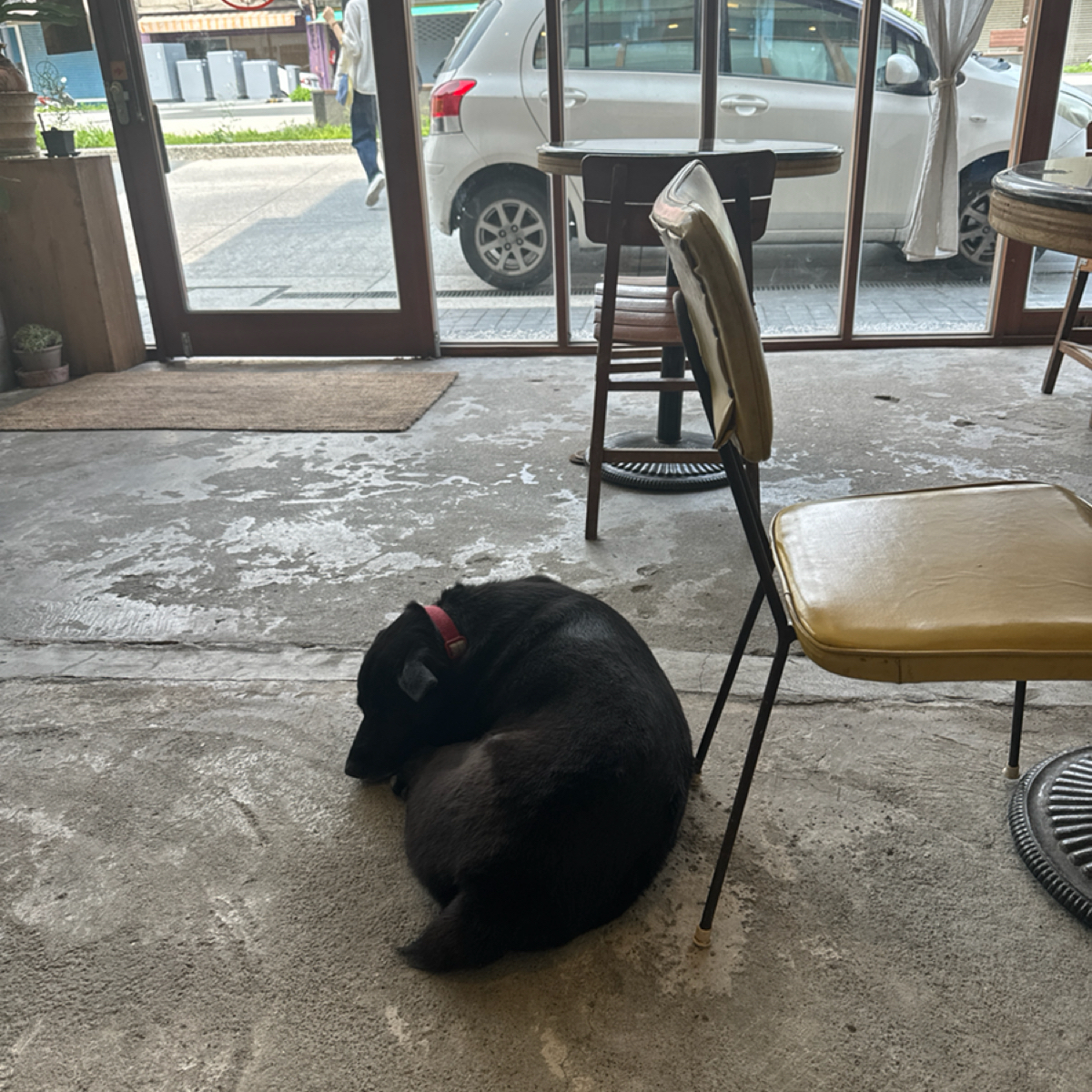 Vibe image of 小小兔子廚房: 店內的愛犬 shot by 食、動、健康
