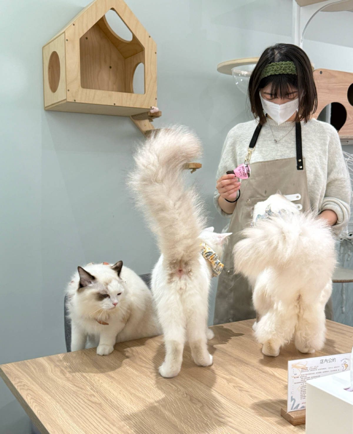 Paws Cafe 寵物友善餐廳 の雰囲気の写真：貓貓餵食秀，全部的貓貓會乖乖排隊等店員餵食，超療癒的啦 by阿波卡 