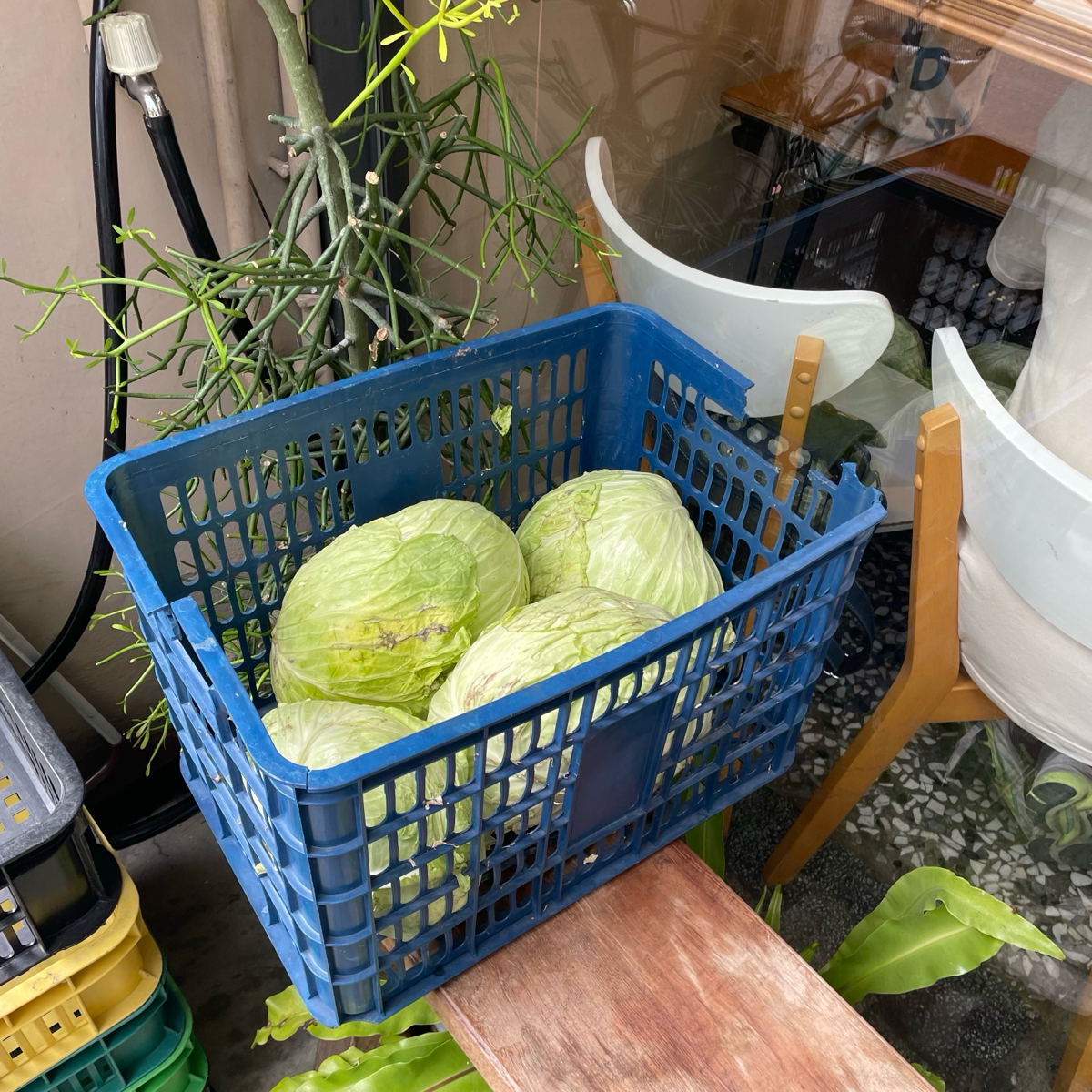大王漢寶殿 の雰囲気の写真：外面放了一堆高麗菜😂 by乃子過日子 