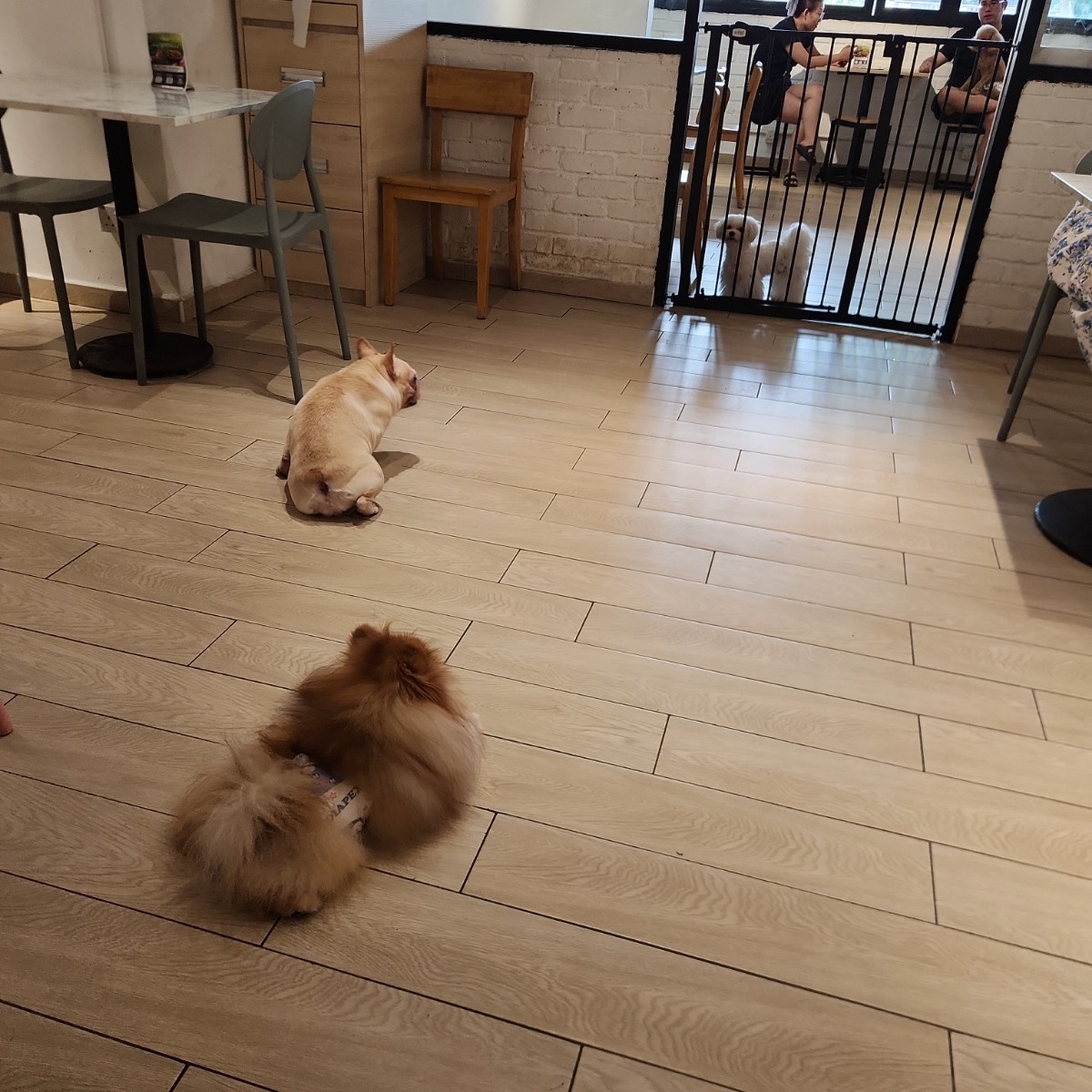 Clawset Pet Cafe の雰囲気の写真：some of the dogs there byblacktaiko 