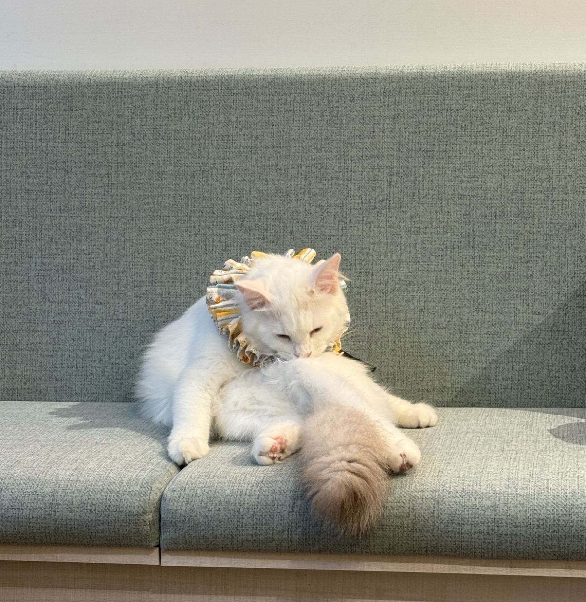 Paws Cafe 寵物友善餐廳 の雰囲気の写真：可愛的尾巴蓬蓬的 by阿波卡 