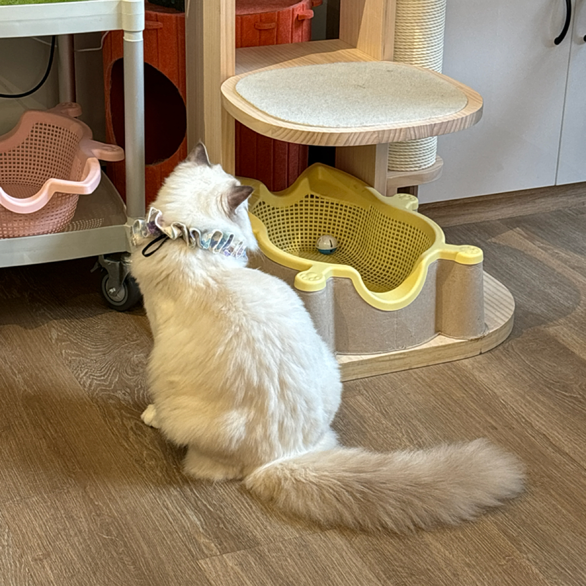 Paws Cafe 寵物友善餐廳 の雰囲気の写真： bySunny吃美食 
