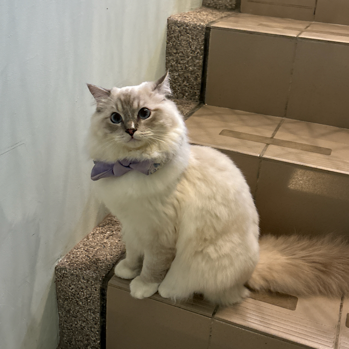 Paws Cafe 寵物友善餐廳 の雰囲気の写真： bySunny吃美食 