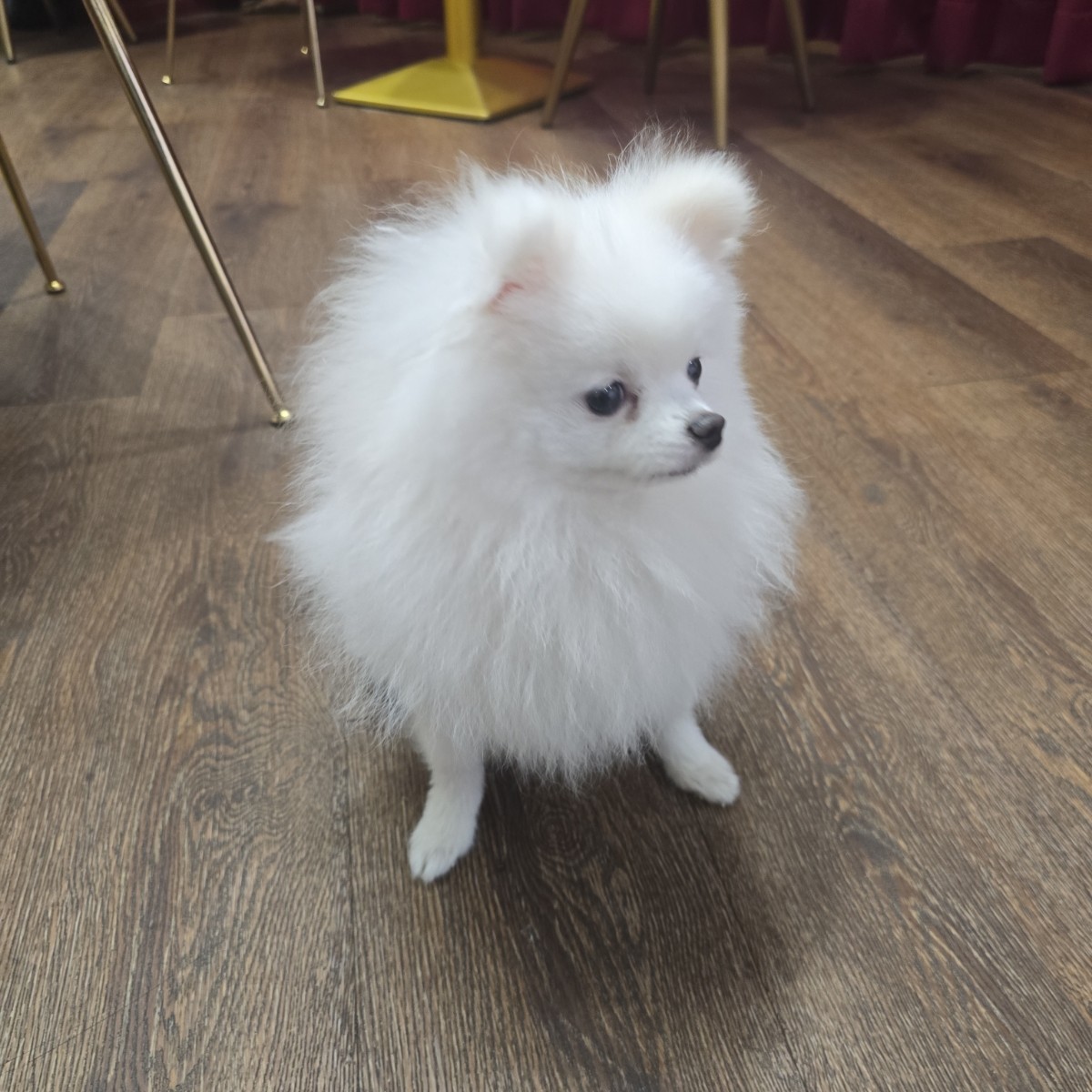 蕾娜希塔女僕咖啡廳 のレストランの写真：店狗泡芙 by永遠的新手 