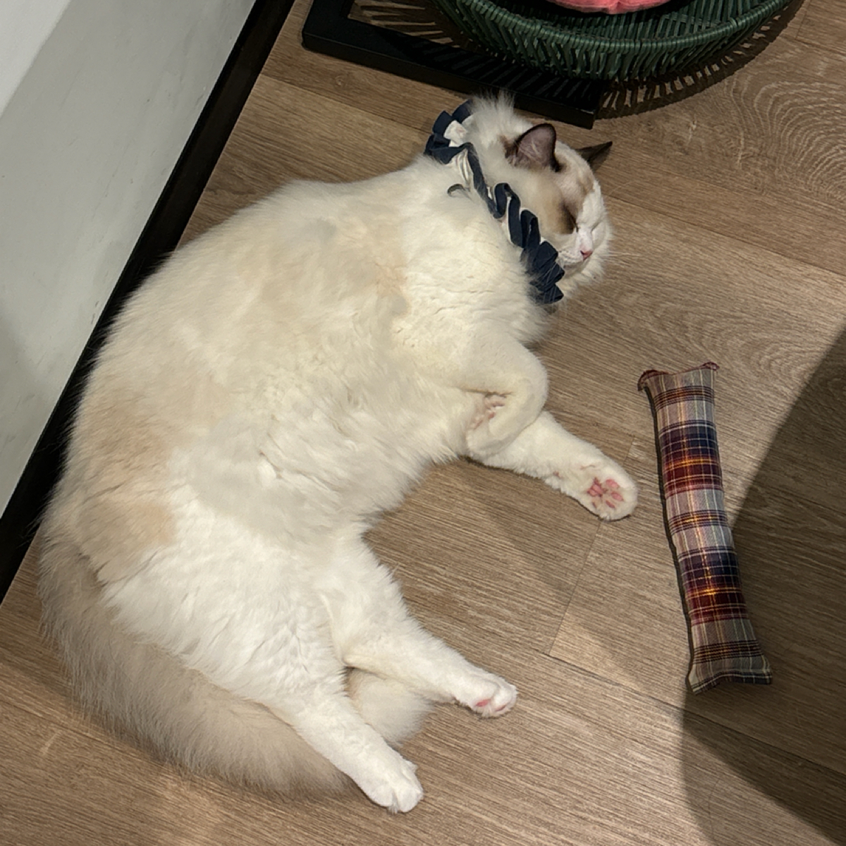 Paws Cafe 寵物友善餐廳 の雰囲気の写真： bySunny吃美食 
